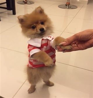 pomeranian-puppy-in-pretty-outfit